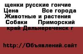 щенки русские гончие › Цена ­ 4 000 - Все города Животные и растения » Собаки   . Приморский край,Дальнереченск г.